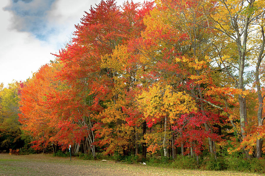 Fall Colors Photograph by Doug Camara