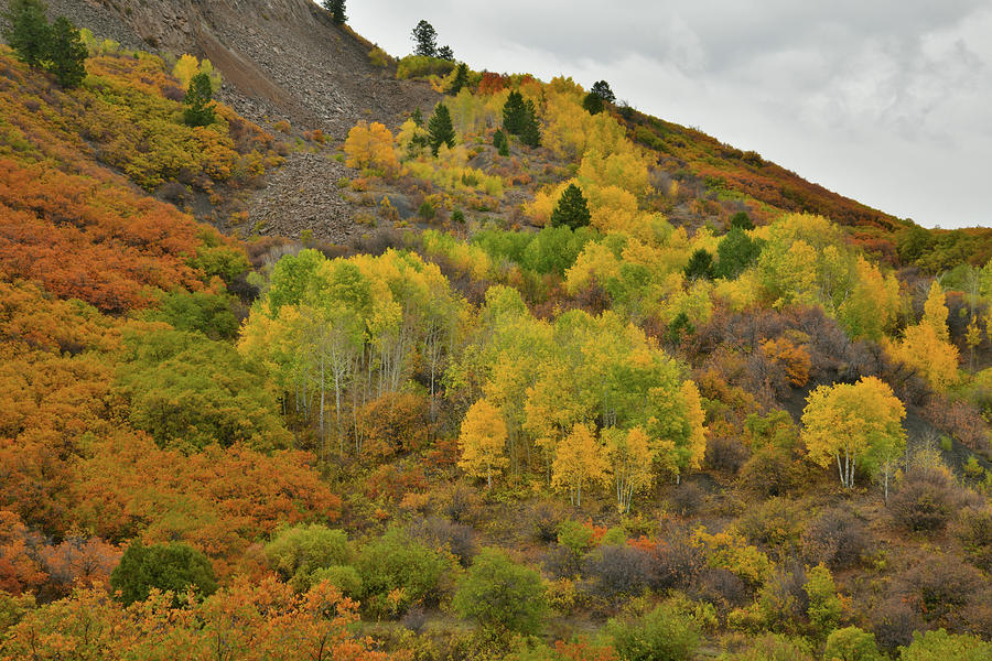 Fall Colors en route to Owl Creek Pass Photograph by Ray Mathis
