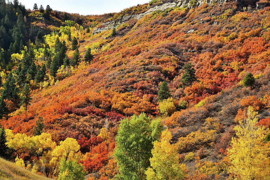 Fall Colors Erupt along Highway 133 South of McClure Pass Photograph by Ray Mathis