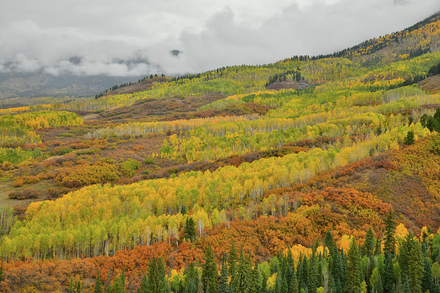 Fall Colors Galore near Owl Creek Pass Photograph by Ray Mathis