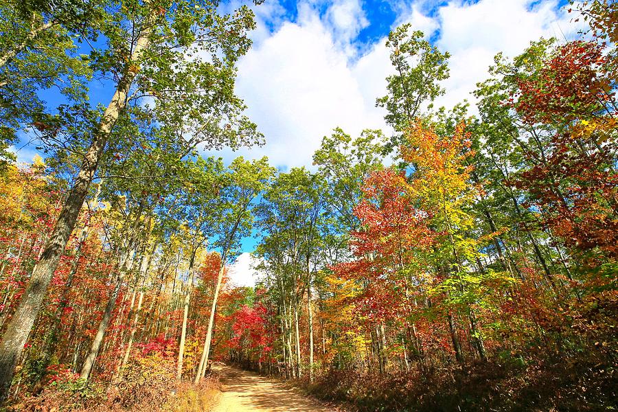 Fall Colors in Michigan State Park Photograph by Darlene Stanley - Pixels