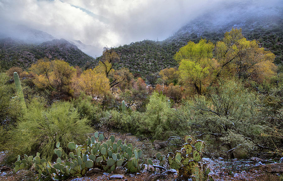 Fall colors in Sabino Canyon Arizona Photograph by Dave Dilli
