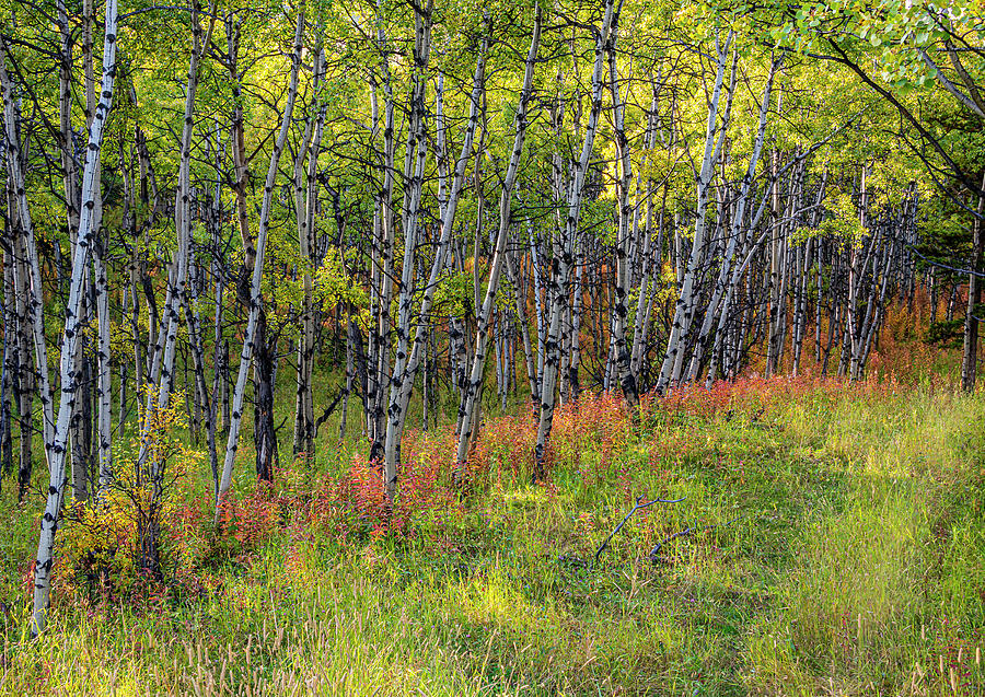 Tree Photograph - Fall Colors in the Canadian Rockies by Phil And Karen Rispin