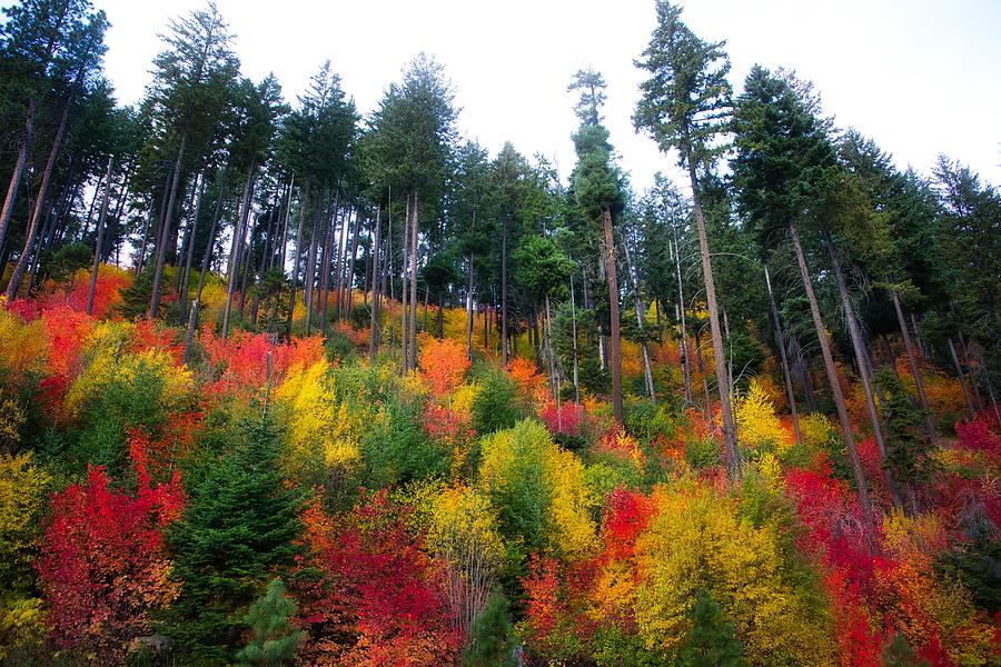 Fall Colors in Washington 2 Photograph by Lynn Hopwood