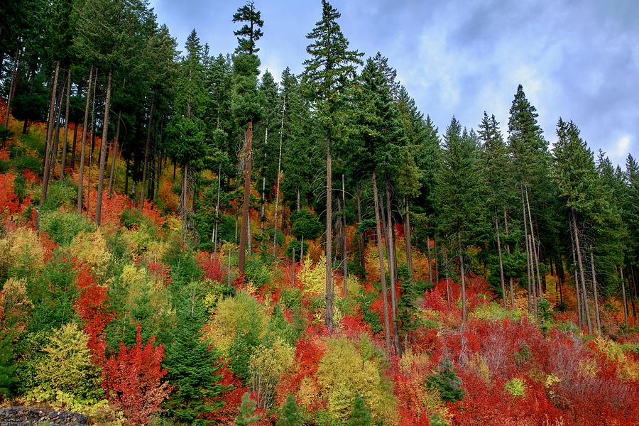Fall colors in Washington Photograph by Lynn Hopwood