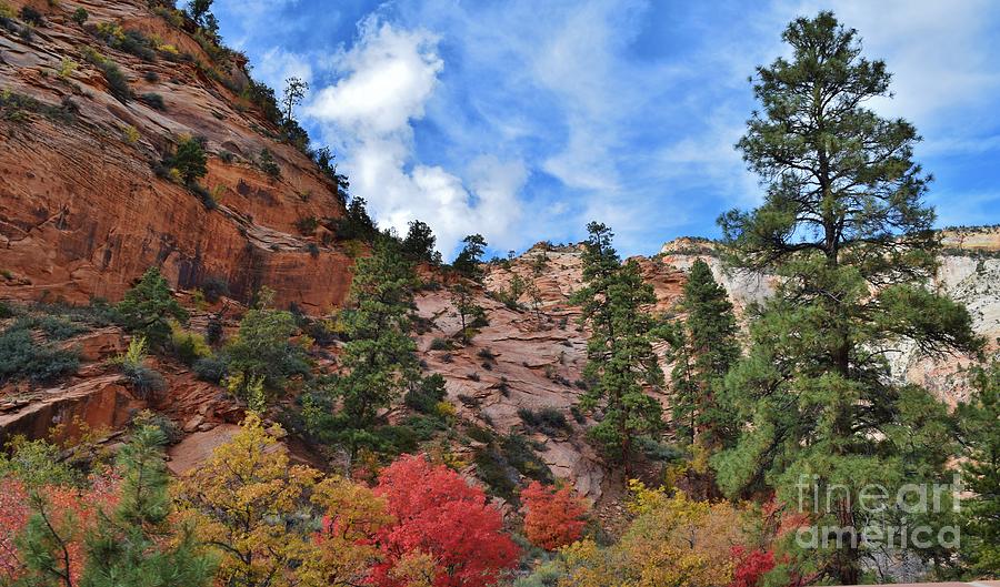 Fall Colors In Zion Photograph by Janet Marie