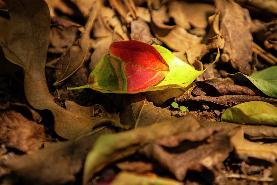 Fall Colors Photograph by Jason Hughes