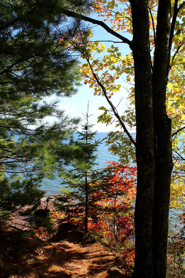 Fall Colors Photograph by John Olson