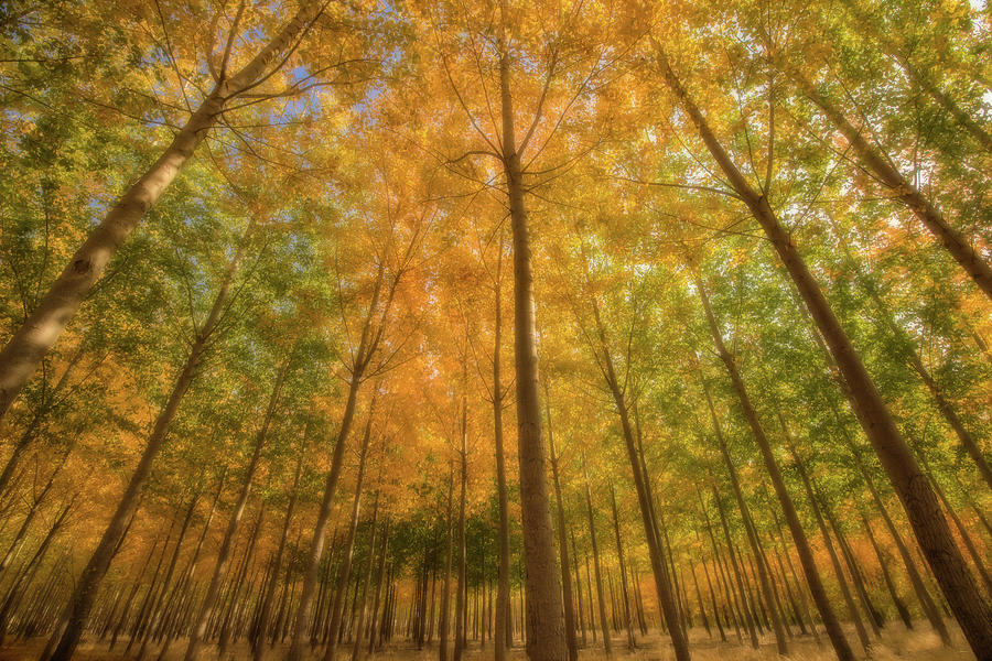 Fall Colors Photograph by Judi Kubes