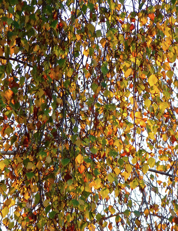 Fall Colors  Leonards Birch Tree  Photograph by Amelia Racca