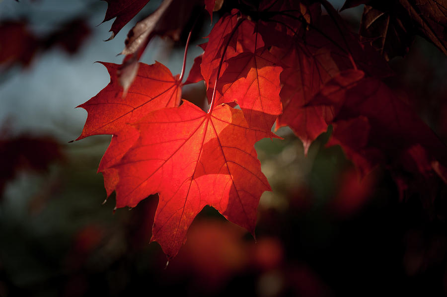 Fall Colors, Maple Style Photograph