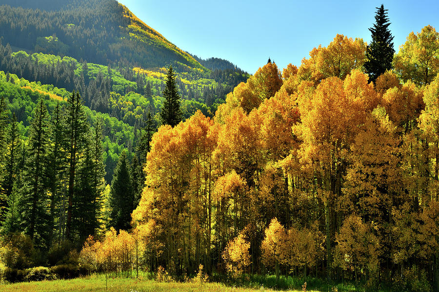 Fall Colors near Lizard Head Pass Photograph by Ray Mathis