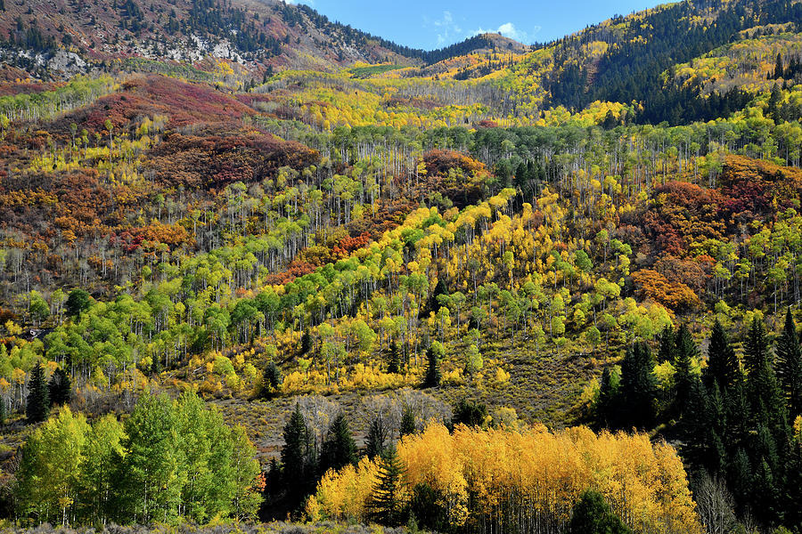 Fall Colors near McClure Pass Photograph by Ray Mathis