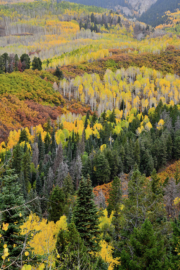 Fall Colors near Owl Creek Pass Photograph by Ray Mathis