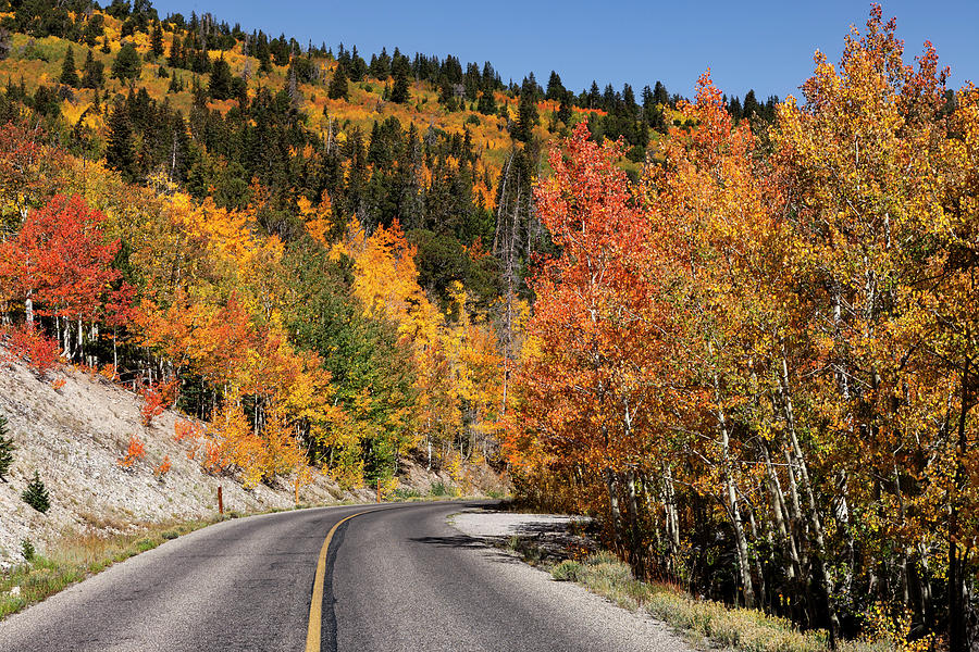 Fall Colors on Wheeler Peak Road Photograph by Rick Pisio