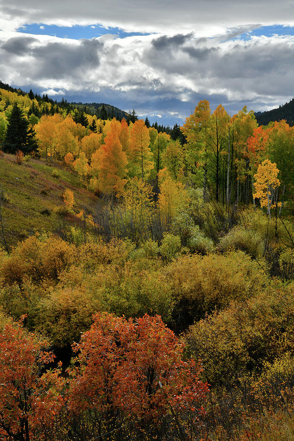 Fall Colors Peak near Dallas Divide Photograph by Ray Mathis