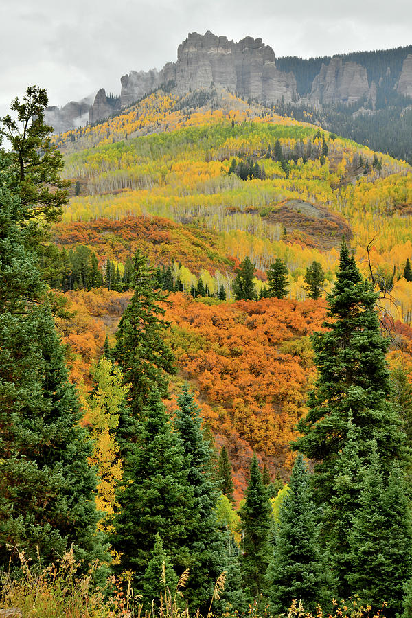Fall Colors Peaking along Owl Creek Pass Road Photograph by Ray Mathis