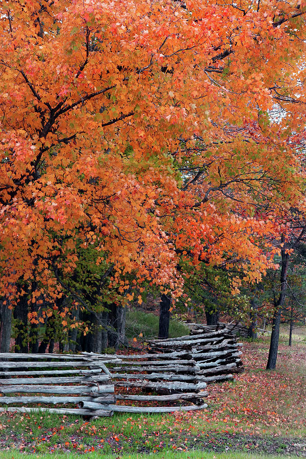 Fall Colors Split Rail Fence Photograph by David T Wilkinson