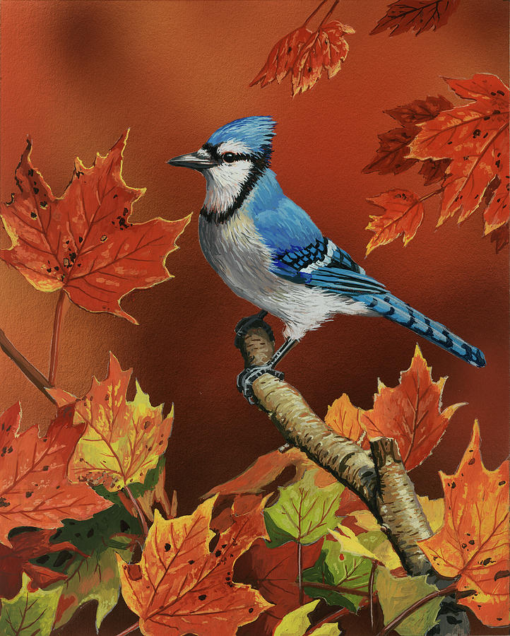 Blue Jay Bird Drawings for Sale - Fine Art America