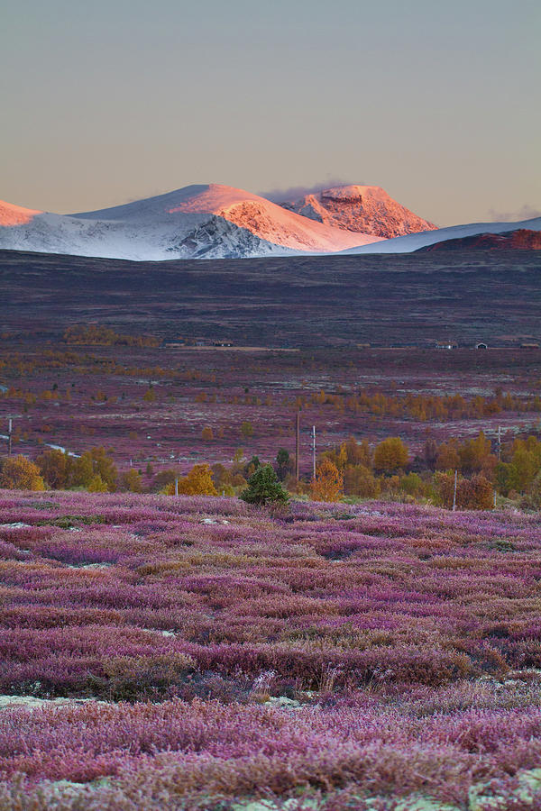 Fall Colours At Fokstumyra, Dovre Photograph by Trond Strømme