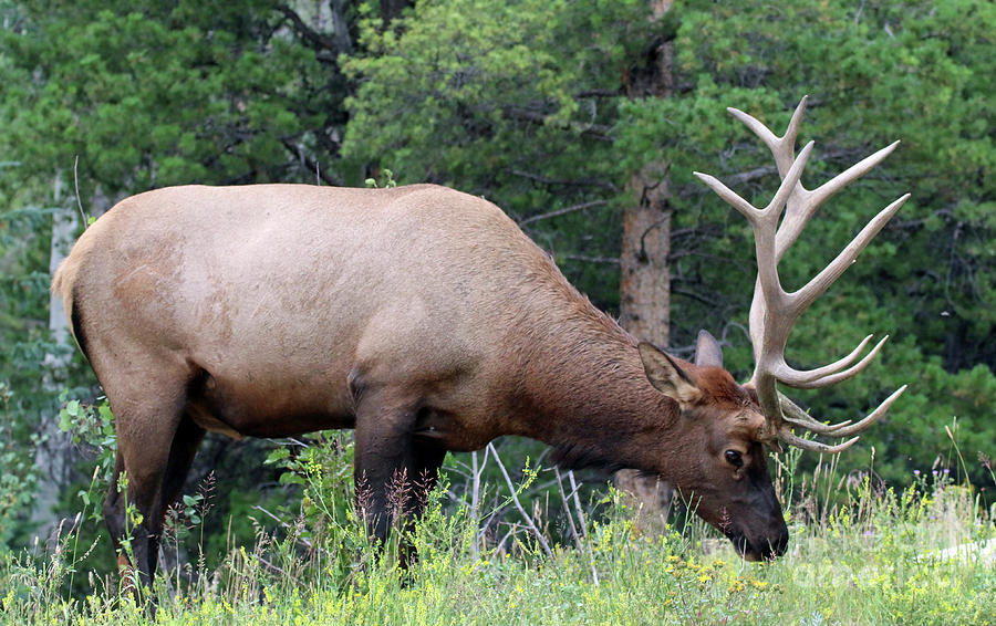 Fall Elk Photograph by Storm Walker - Fine Art America