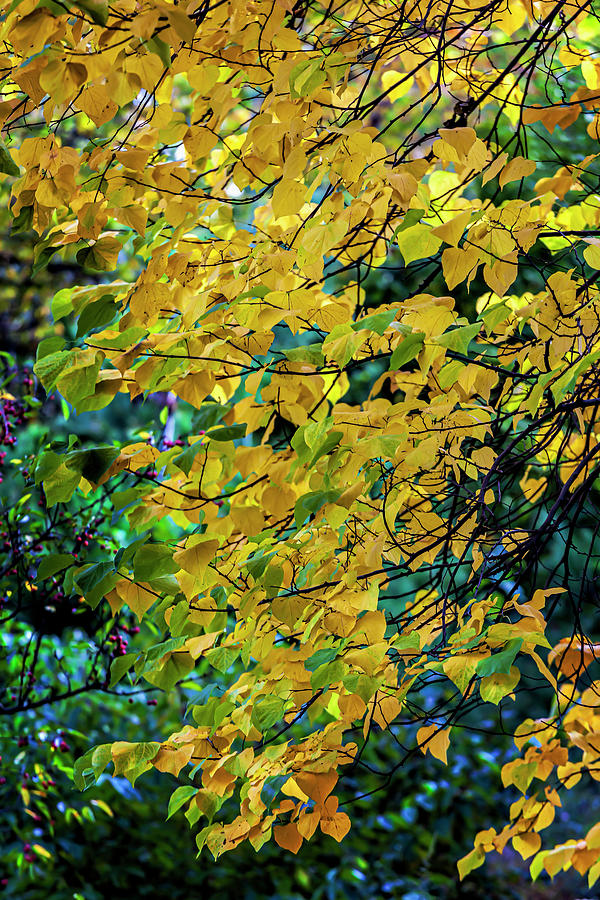 Fall Elm Leaves Photograph by Robert Ullmann