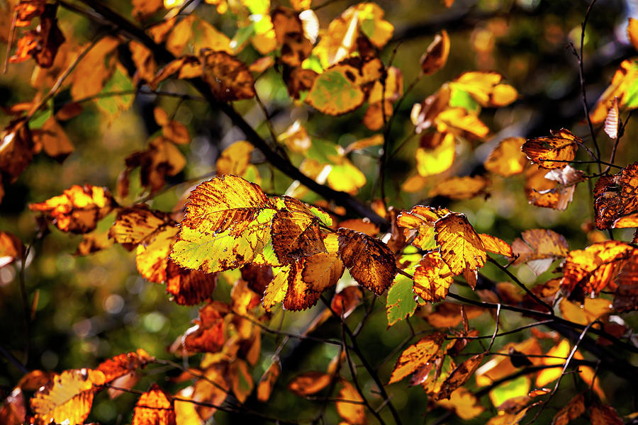 Fall Elm Tree Leaves Photograph by Robert Ullmann