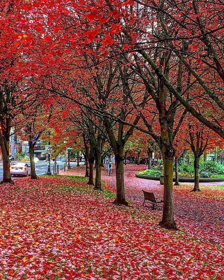 Fall Fantasy in Portlandia Photograph by Michael Oceanofwisdom Bidwell