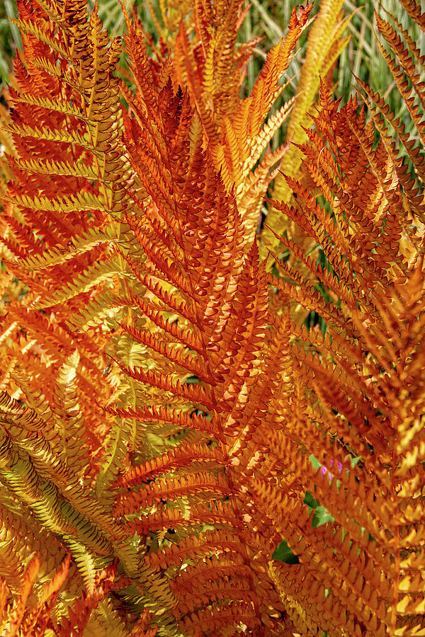 Fall Ferns Photograph by Betty Pauwels - Fine Art America