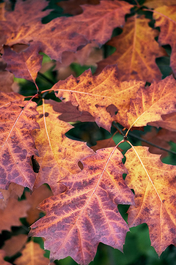 Fall Flames by Whitney Goodey Fall Flames by Whitney Goodey