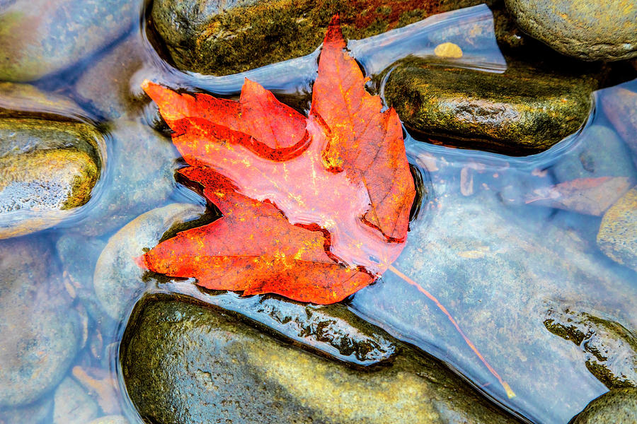 Fall Float Photograph by Debra and Dave Vanderlaan