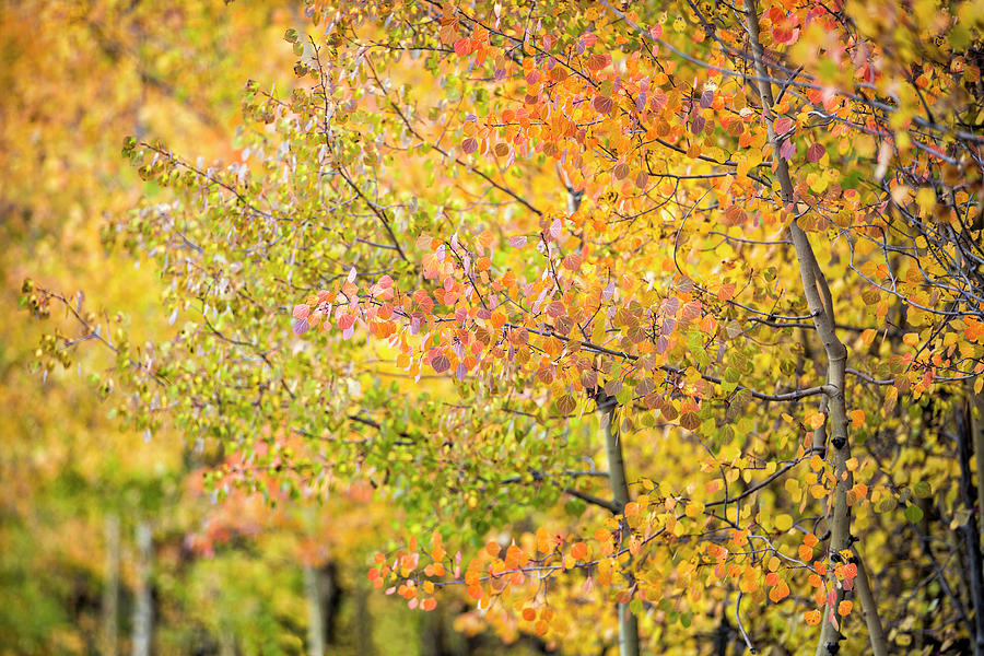 Fall Focus Photograph by Denise Bush