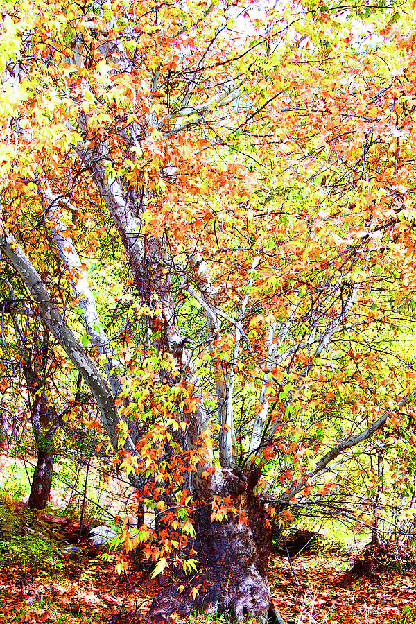 Fall Foliage Arizona Sycamore Tree Digital Art by Tom Janca