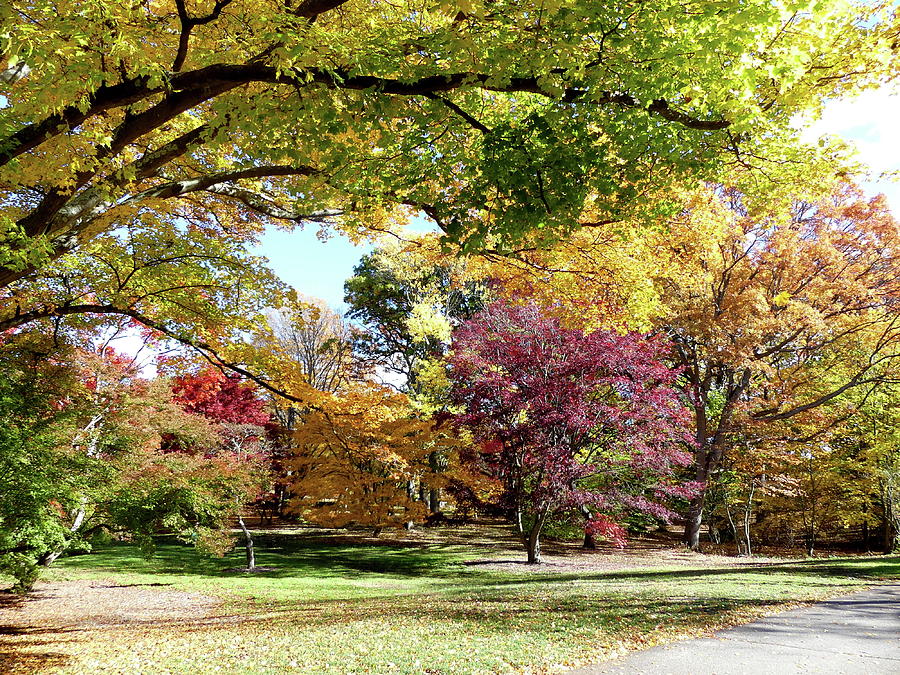 Fall Photograph - Fall Foliage at the Arnold Arboretum by Lyuba Filatova