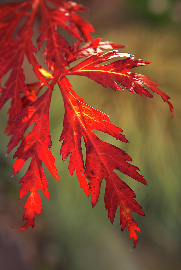 Fall foliage Photograph by Garden Gate magazine
