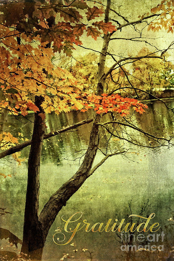 Fall Foliage Gratitude Artwork Photograph by Anita Pollak