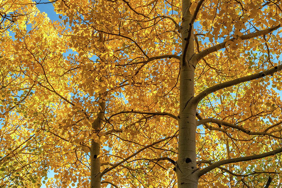 Fall Foliage in Bright Yellow Photograph by Tony Hake