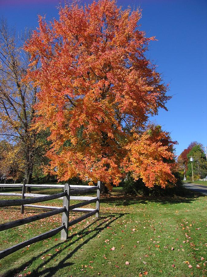 Fall foliage in CT Photograph by Patricia Caron