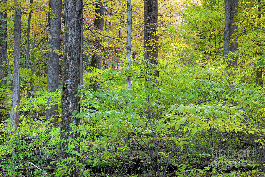 Fall Foliage in Dense Woods Photograph by Mike Cavaroc | Fine Art America