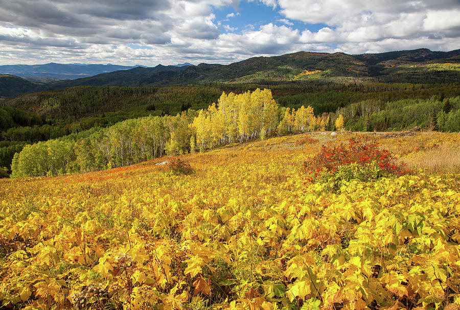 Fall Foliage In The Mountains, Colorado Photograph by Karen Desjardin