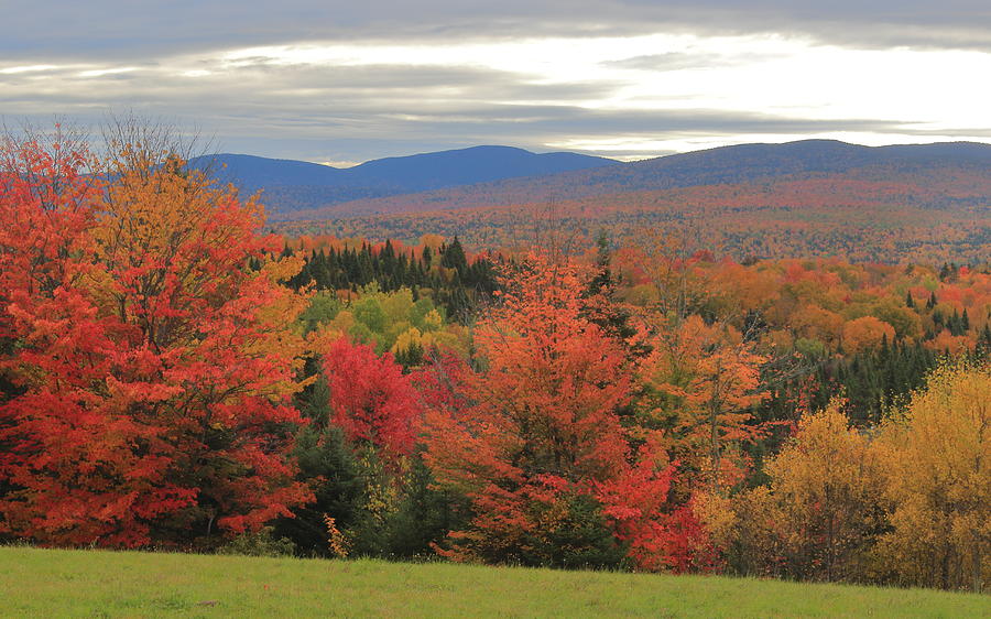 Fall Foliage In The North Woods Photograph