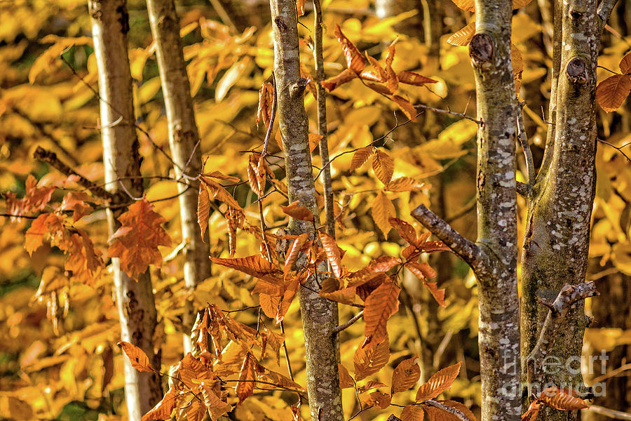 Fall Photograph - Fall Foliage New Hampshire 5481 by Edward Fielding