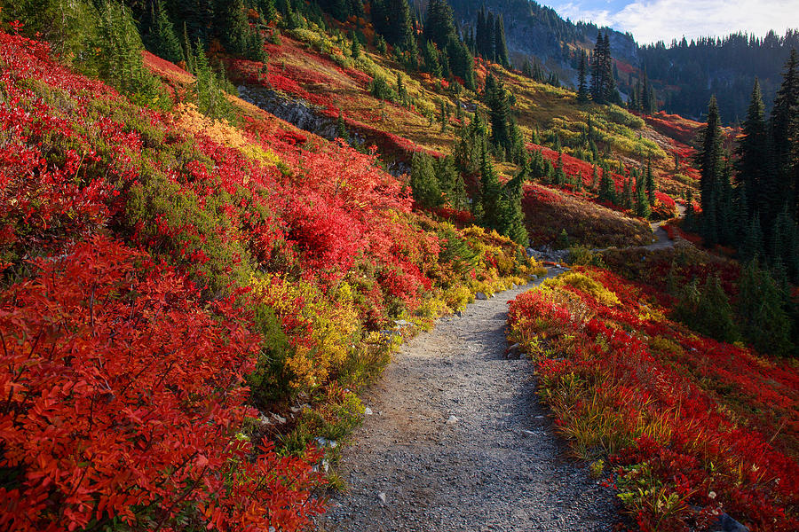 Fall foliage on the trail Photograph by Lynn Hopwood