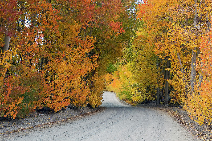 Fall Foliage Road Photograph by Stephanie Sawyer