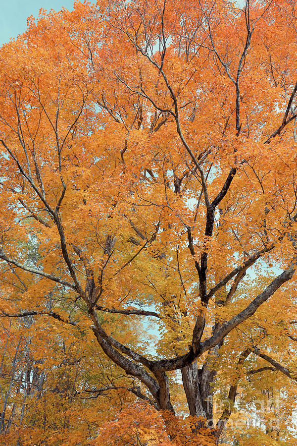 Fall Foliage Tree Photograph by Edward Fielding