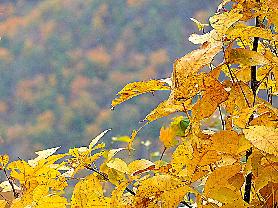 Nature Photograph - Fall Foliage - Yellow I I by Arlane Crump