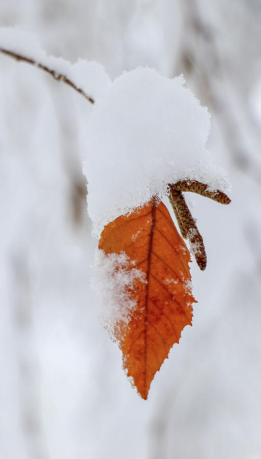 Fall for Winter Photograph by Mary Anne Delgado