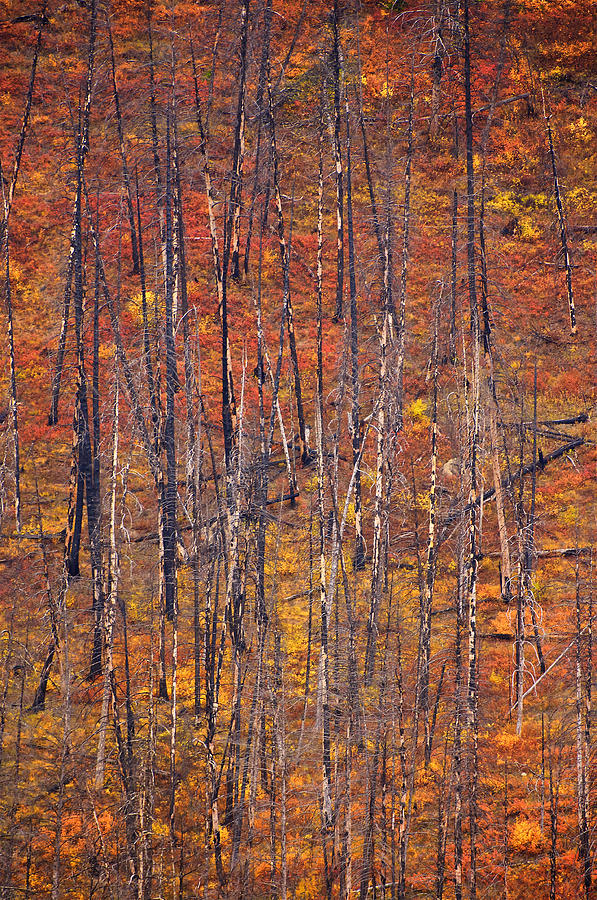 Fall Forest Fire Colors Photograph