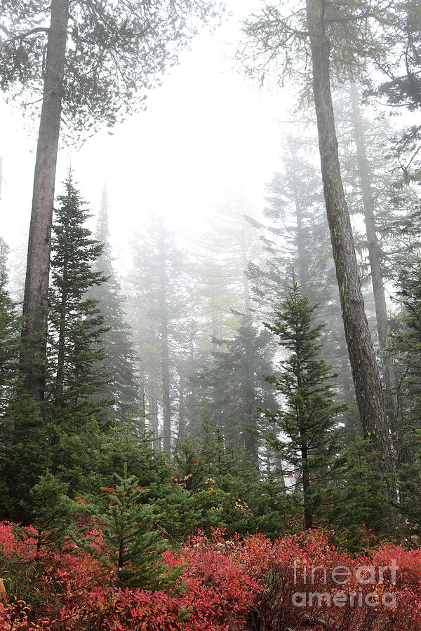 Fall Forest Fog Photograph by Carol Groenen
