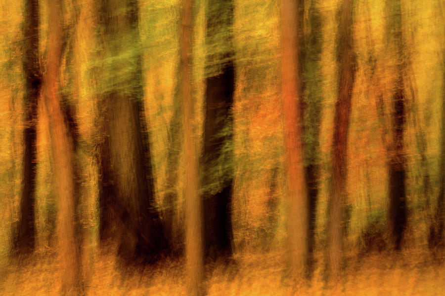 Fall Forest Swipe II Photograph by Don Johnson